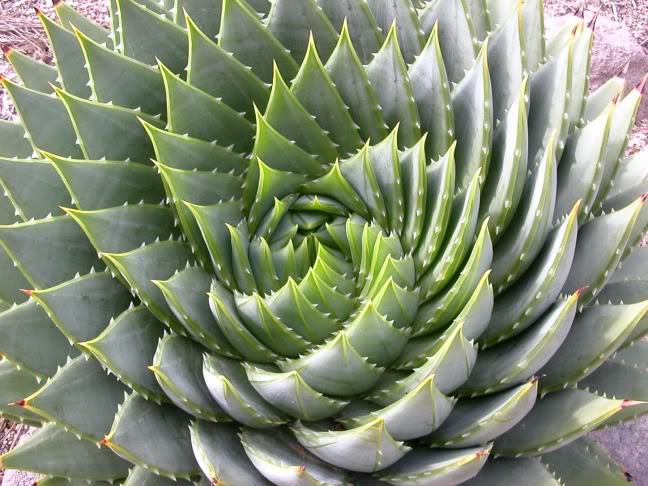 Fibonacci Numbers In Nature. fibonacci numbers and nature